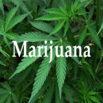 Odd Facts About Marijuana News
